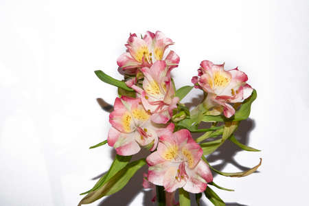 alstroemeria very nice colorful flower close up