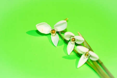 snowdrop very nice little flower close upの写真素材