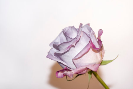 rose very nice colorful flower close up and white backgroundの写真素材
