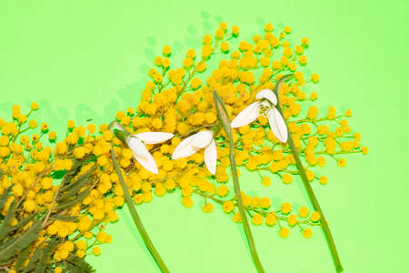 mimosa and snowdrop very beautiful little flower close upの写真素材