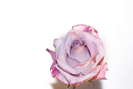 rose very nice colorful flower close up and white backgroundの写真素材