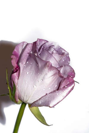 rose very nice colorful flower and water drops on the flowerの写真素材