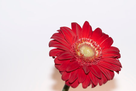 daisy gerbera very nice colorful flower close up and interesanting backgroundの写真素材