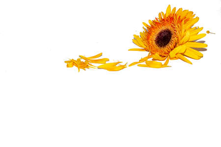 gerber daisy flower close up very nice combinationの写真素材