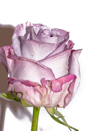 colorful decoration for valentine s day close upの写真素材