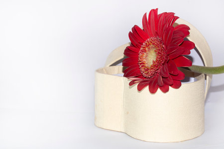 oncoming valentin s holiday red flower combination close upの写真素材