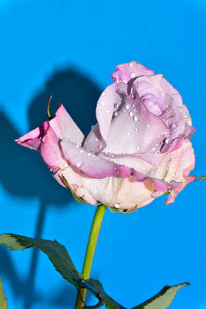 rose very nice flower close up colorful blossom and water drops on the flowerの写真素材