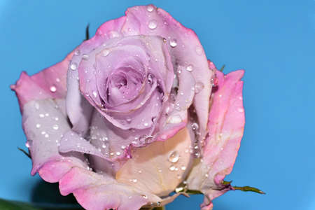 rose very nice colorful flower and water drops on the flowerの写真素材