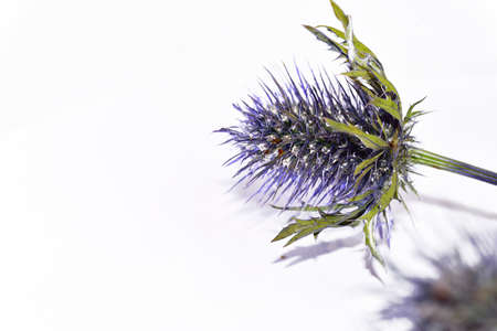 garden colorful little flower close upの写真素材