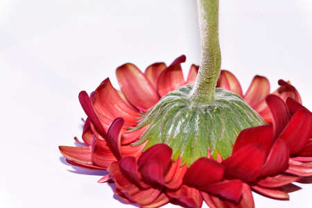 gerbera daisy very nice colorful flower from behindの写真素材