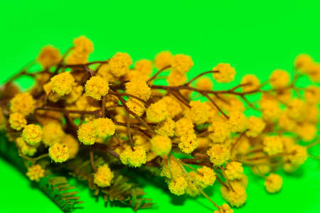 mimosa very nice early yellow flower close upの写真素材
