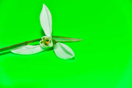 snowdrop very nice little early garden flowerの写真素材