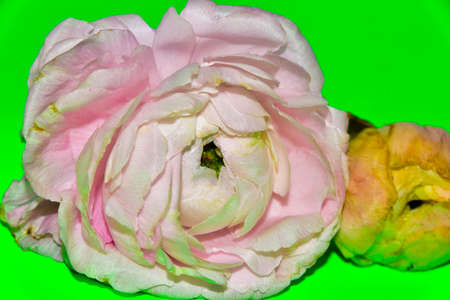 macro photo from very pretty buttercup flower close up