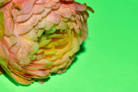 macro photo buttercupcolorful flower close up