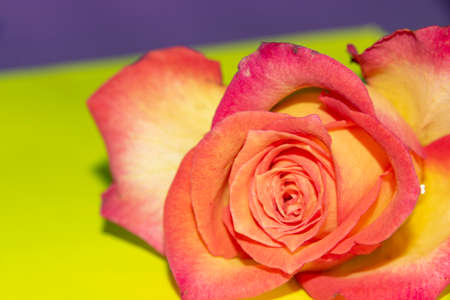 macro photo very pretty colorful rose flowerの写真素材