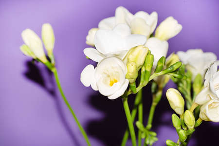 macro photo from white freesia close upの写真素材
