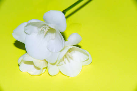macro photo from white freesia close upの写真素材