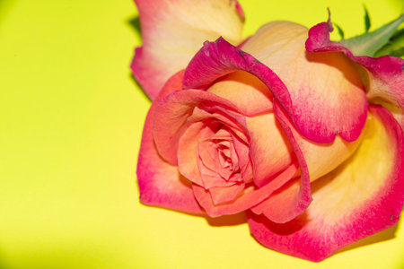 macro photo of colorful rose flowerの写真素材