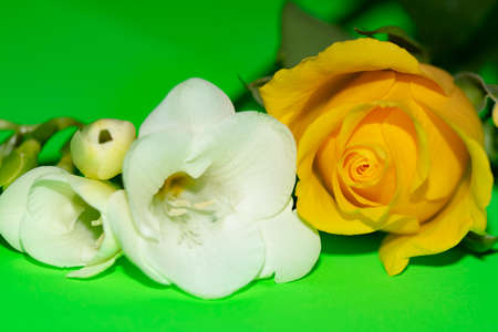 macro photo from colorful rose and white freesia flower close up