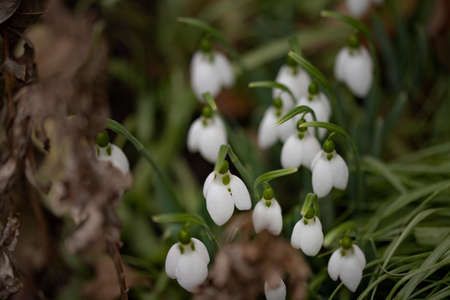 snowdrop very nice little early garden flower close upの写真素材