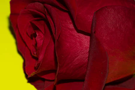 rose very nice colorful opened flower close upの写真素材