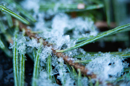 snow in my garden in the winter