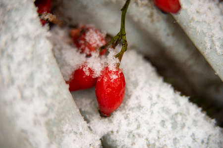 rosehip very nice red berry in the winterの写真素材