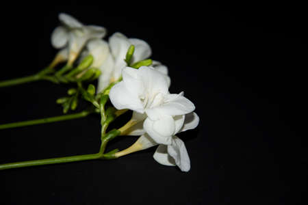 freesia very nice white flower and black backgroundの写真素材