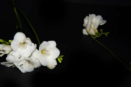freesia very nice white flower and black backgroundの写真素材