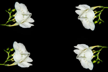 freesia vrey nice white flower and black background