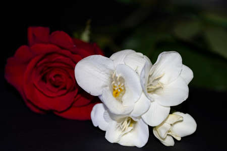 red and white flower combination very beautiful togetherの写真素材