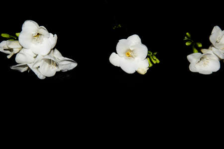 freesia vrey nice white flower and black backgroundの写真素材