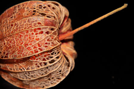 very nice dry berrys garden flower close upの写真素材