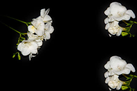 freesia vrey nice white flower and black backgroundの写真素材