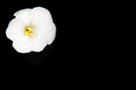 freesia vrey nice white flower and black background