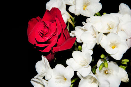 freesia and rose flower combination close up viewの写真素材