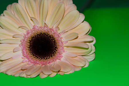 gerber daisz verz nice colorful flower close upの写真素材