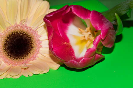 tulip rose gerbera and primrose colorful flower combinationの写真素材