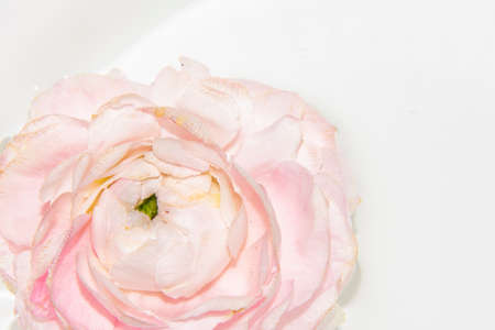 colorful flower in the ice close up viewの写真素材