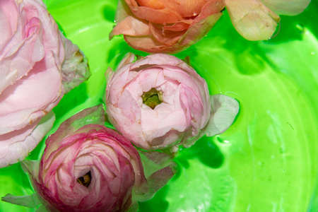 colorful flower in the ice close up viewの写真素材