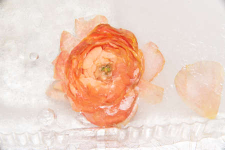 buttercup flower close up in the iceの写真素材