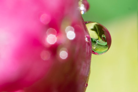 water drops on the colorful flower close up viewの写真素材