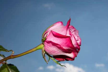 roses very nice colorful flower in the sunshine close up viewの写真素材