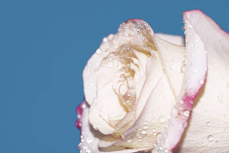macro photo of colorful rose flower with water dropsの写真素材