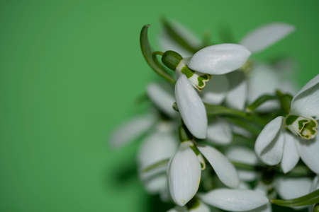 macro photo of snowdrops spring flower in different backgroundsの写真素材