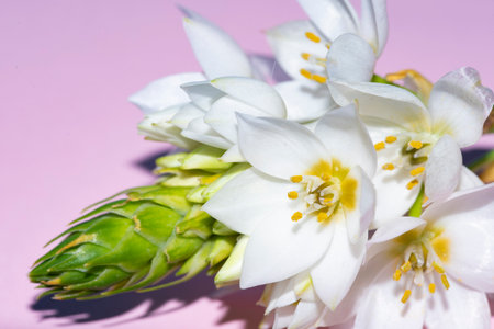 macro photo from freesia white flower close up viewin colored different backgroundの写真素材