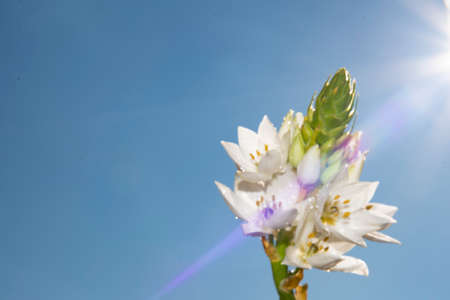 macro photo from freesia white flower close up viewin colored different backgroundの写真素材