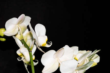 macro photo of orchid potted flower close up viewの写真素材