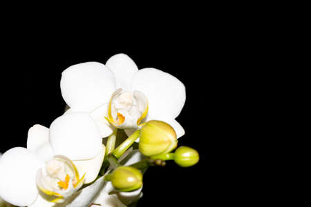 macro photo of orchid potted flower close up view