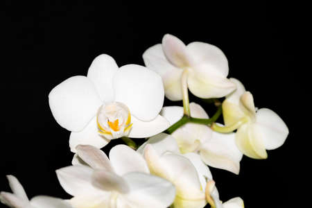 macro photo of orchid potted flower close up viewの写真素材